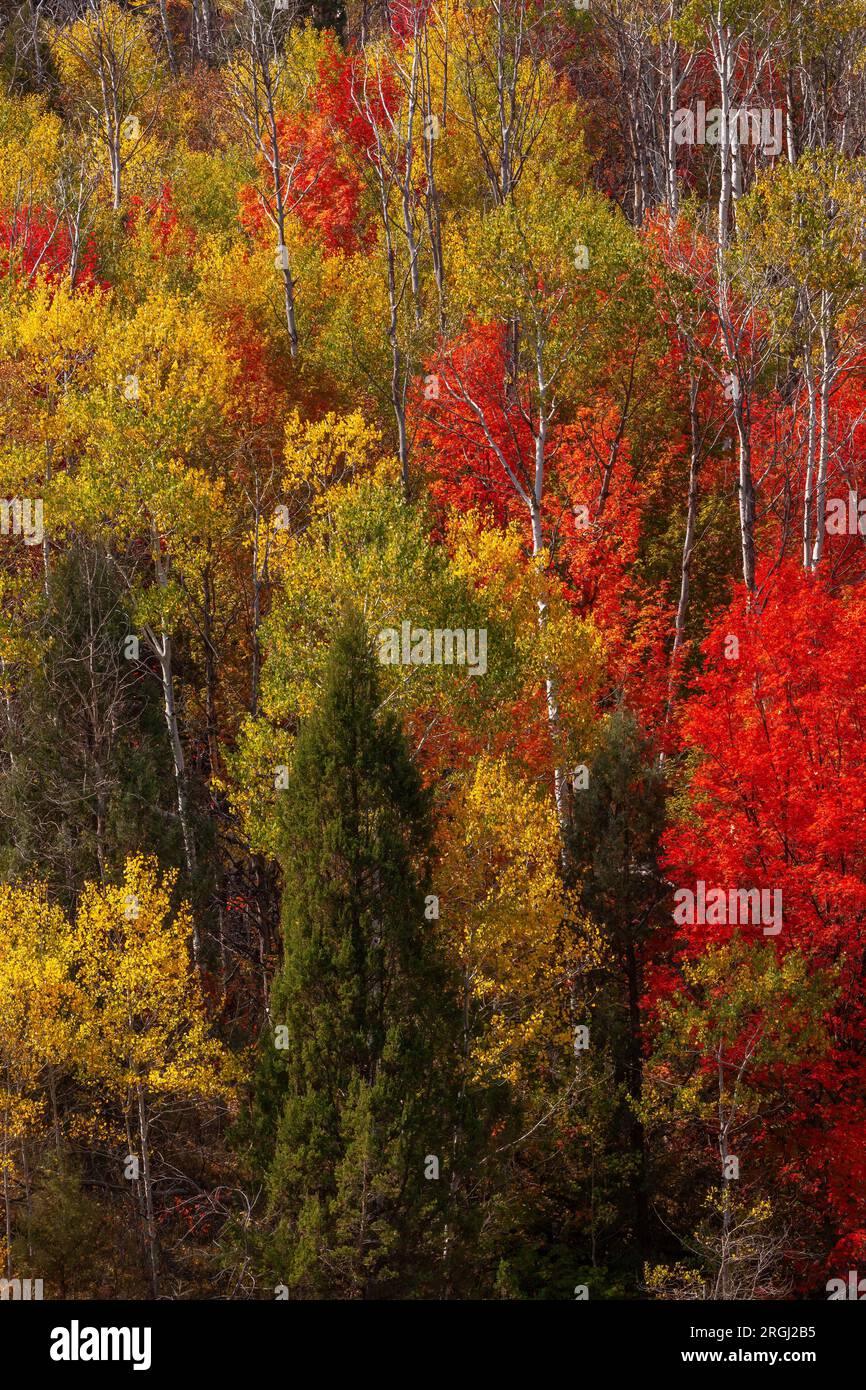 Aspen et Maple long de Logan Canyon Scenic Byway en automne, Logan Canyon, comté de cache, forêt nationale d'Uinta-Wasatch-cache, Utah Banque D'Images