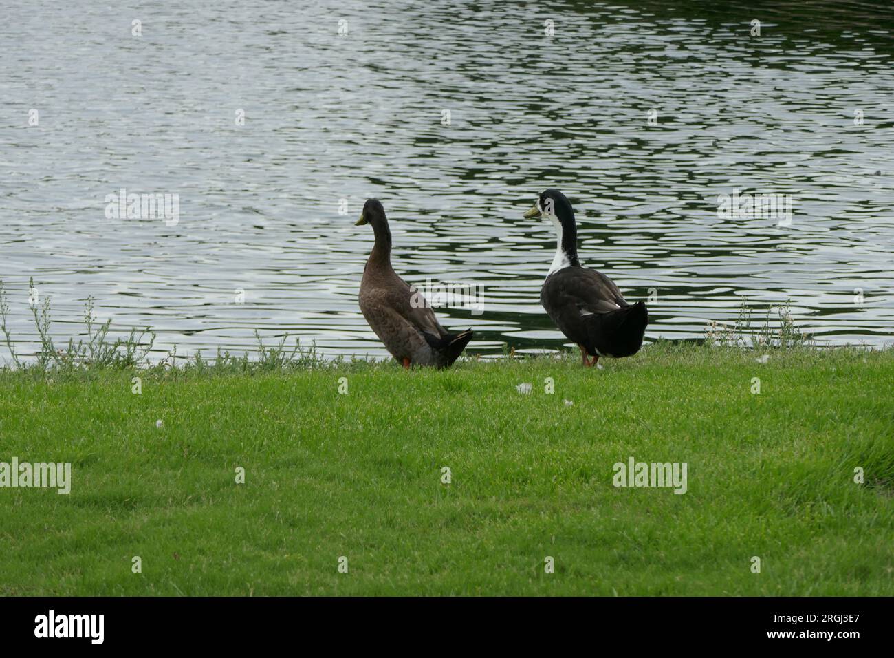 Inglewood, Californie, États-Unis 8 août 2023 Canards au cimetière du parc Lake Inglewood le 8 août 2023 à Inglewood, Californie, États-Unis. Photo de Barry King/Alamy stock photo Banque D'Images