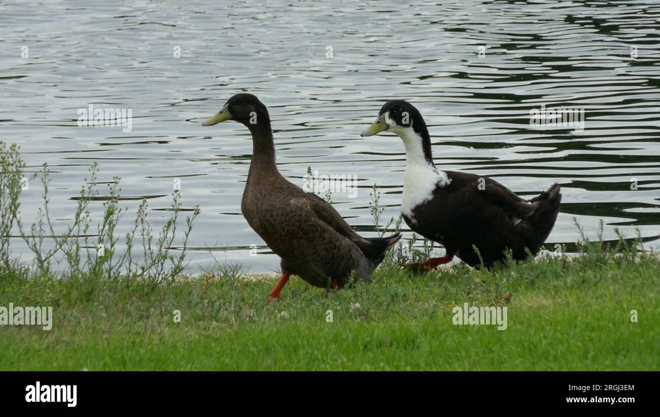 Inglewood, Californie, États-Unis 8 août 2023 Canards au cimetière du parc Lake Inglewood le 8 août 2023 à Inglewood, Californie, États-Unis. Photo de Barry King/Alamy stock photo Banque D'Images