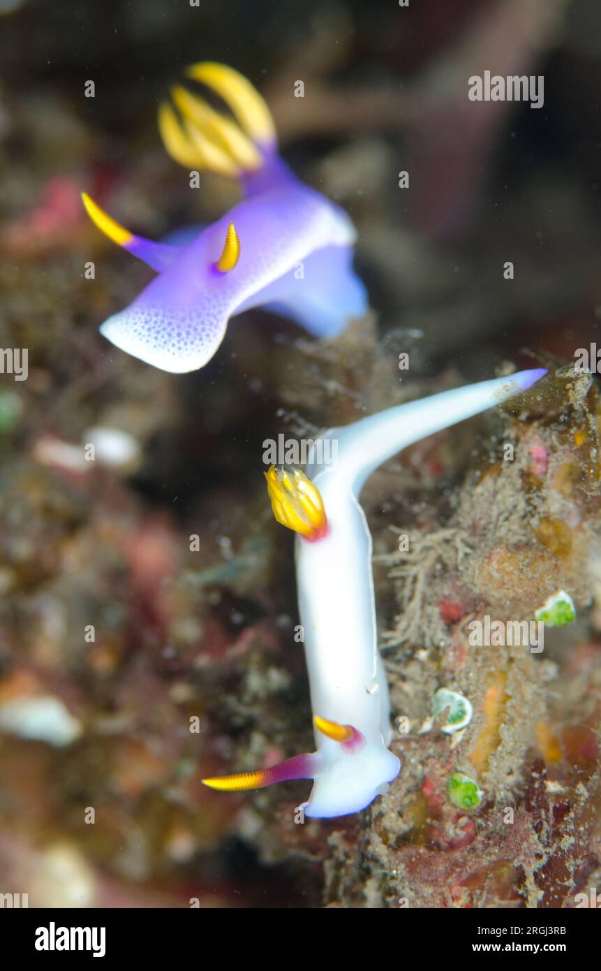 Hypselodoris Nudibranch de White Bullock, Hypseldoris bullocki et Robe Hem pourpre Hypselodoris Nudibranch, Hypseldoris apolegma, site de plongée Magic Rock Banque D'Images