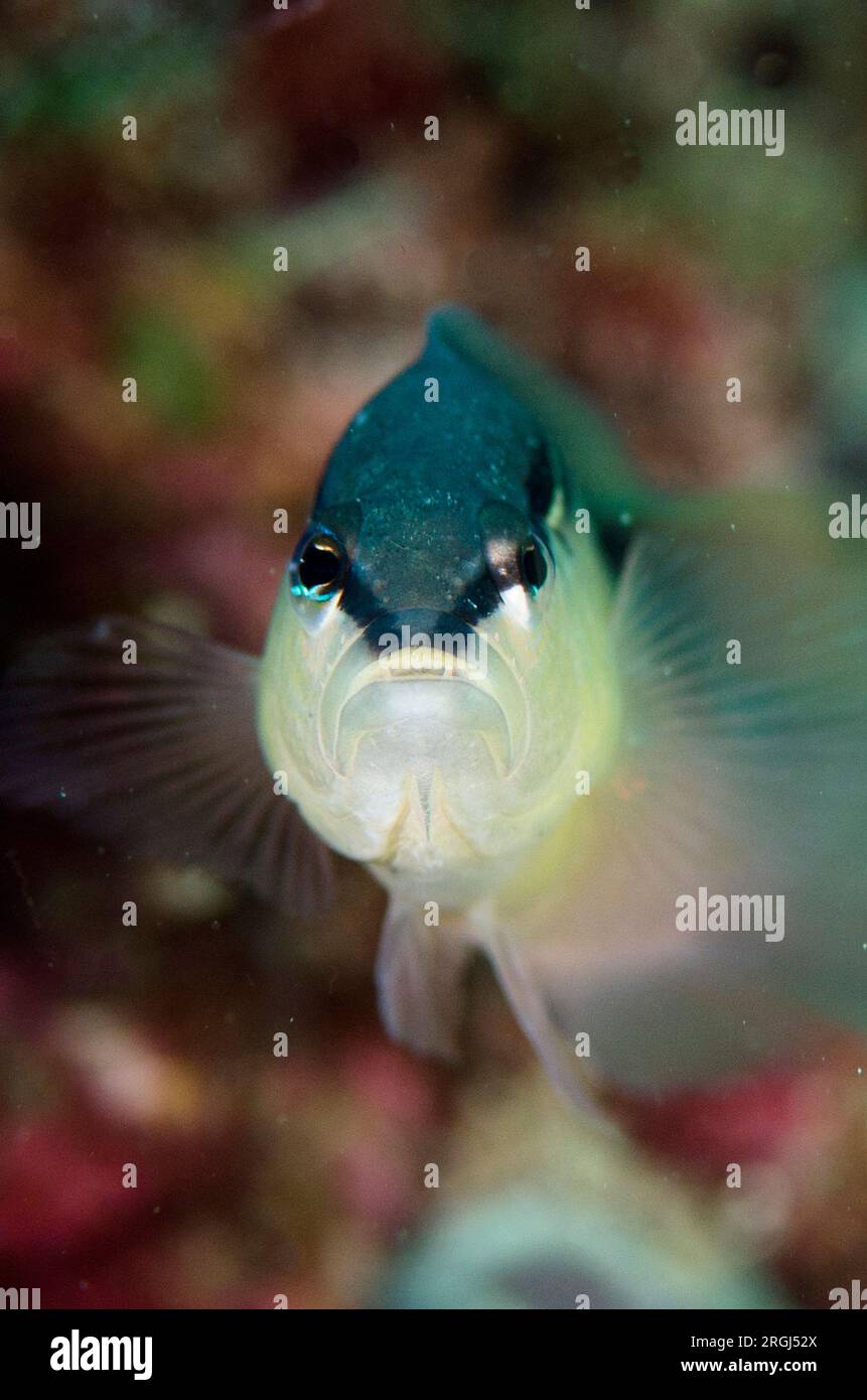 Bandit Dottyback, Pseudochromis perspicillatus, site de plongée de Wainilu, île de Rinca, parc national de Komodo, Indonésie Banque D'Images