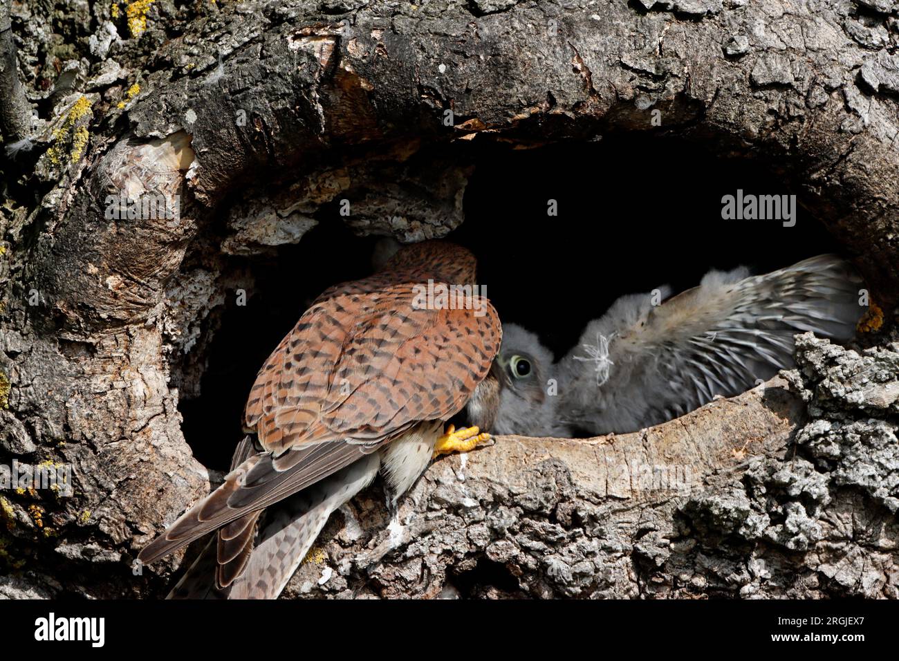 KESTREL (Falco tinnunculus) adulte se nourrissant de proies pour nicher à l'entrée du nid, Royaume-Uni. Banque D'Images