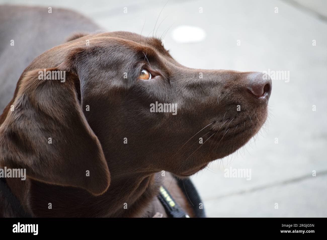 Profil d'un Labrador retriever couleur chocolat avec des yeux dorés. Banque D'Images