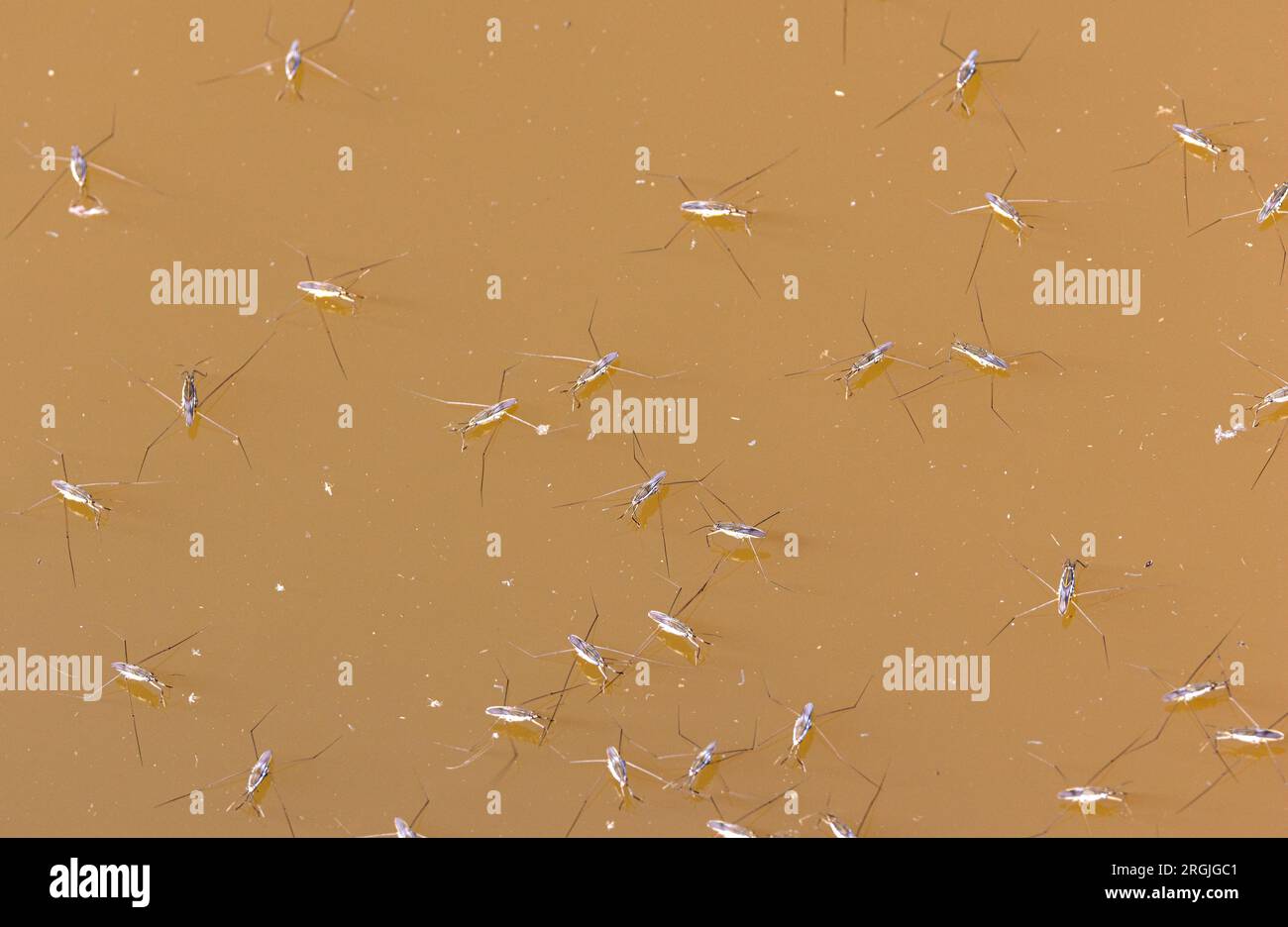 Insectes vivant dans l'eau Banque de photographies et d’images à haute ...