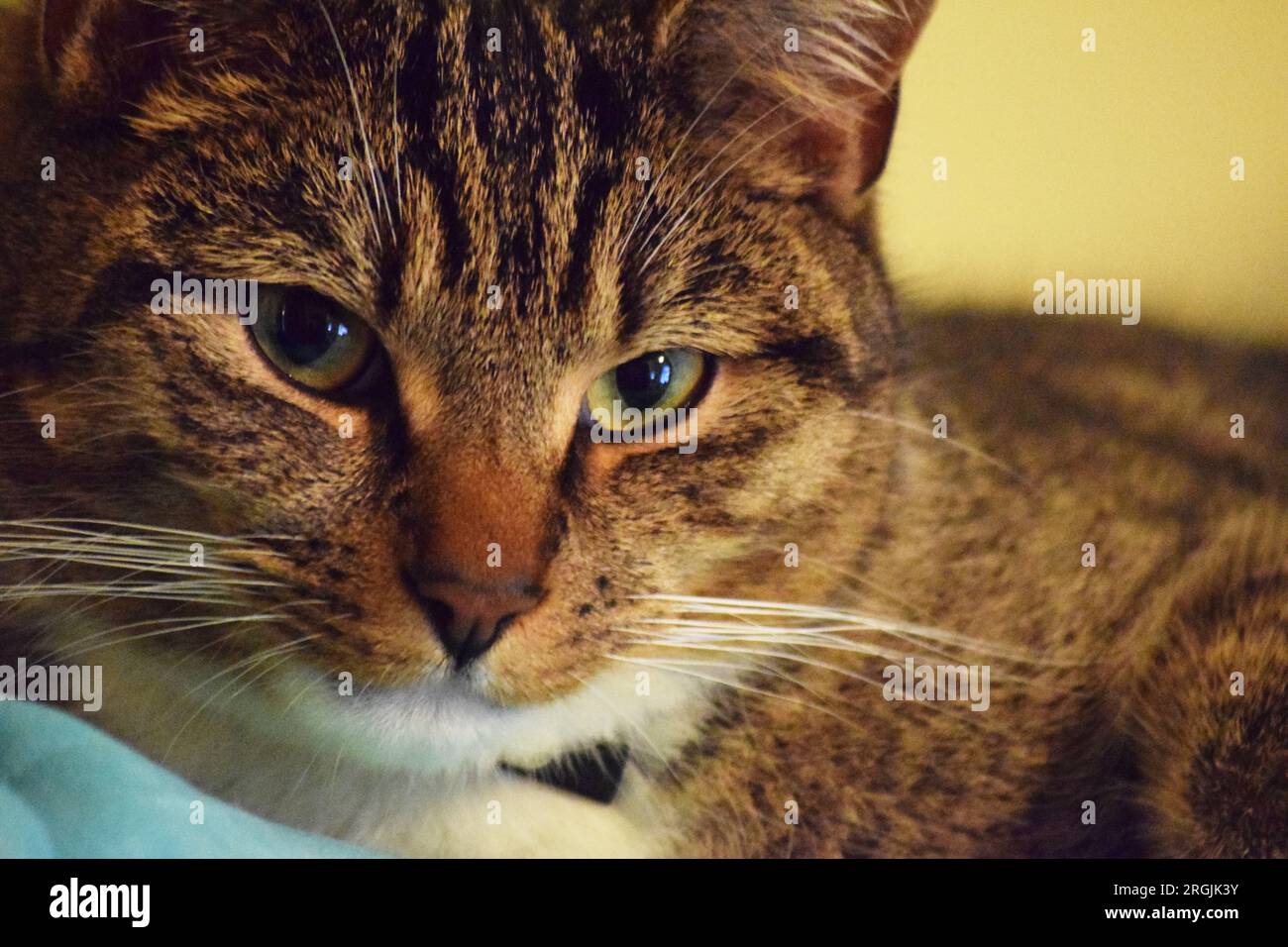 Un chat tabby rayé maquereau regarde la scène de passage depuis un perchoir sûr. Banque D'Images