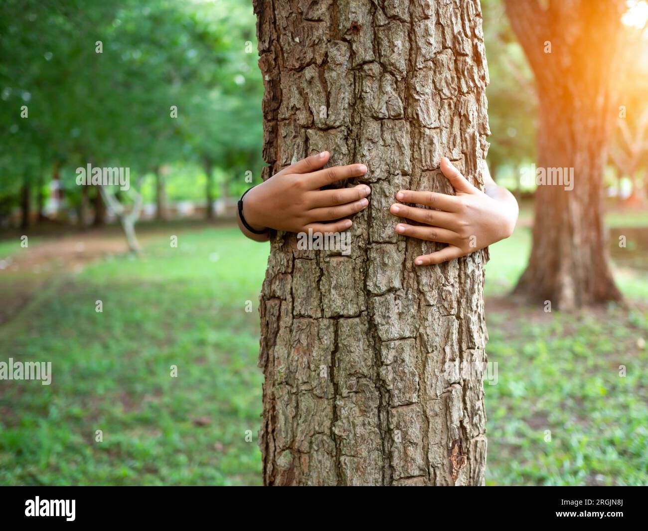 Les mains humaines enlacent un arbre amoureux. Représenter en aidant à préserver l'environnement. Concept de sauver le monde. Banque D'Images