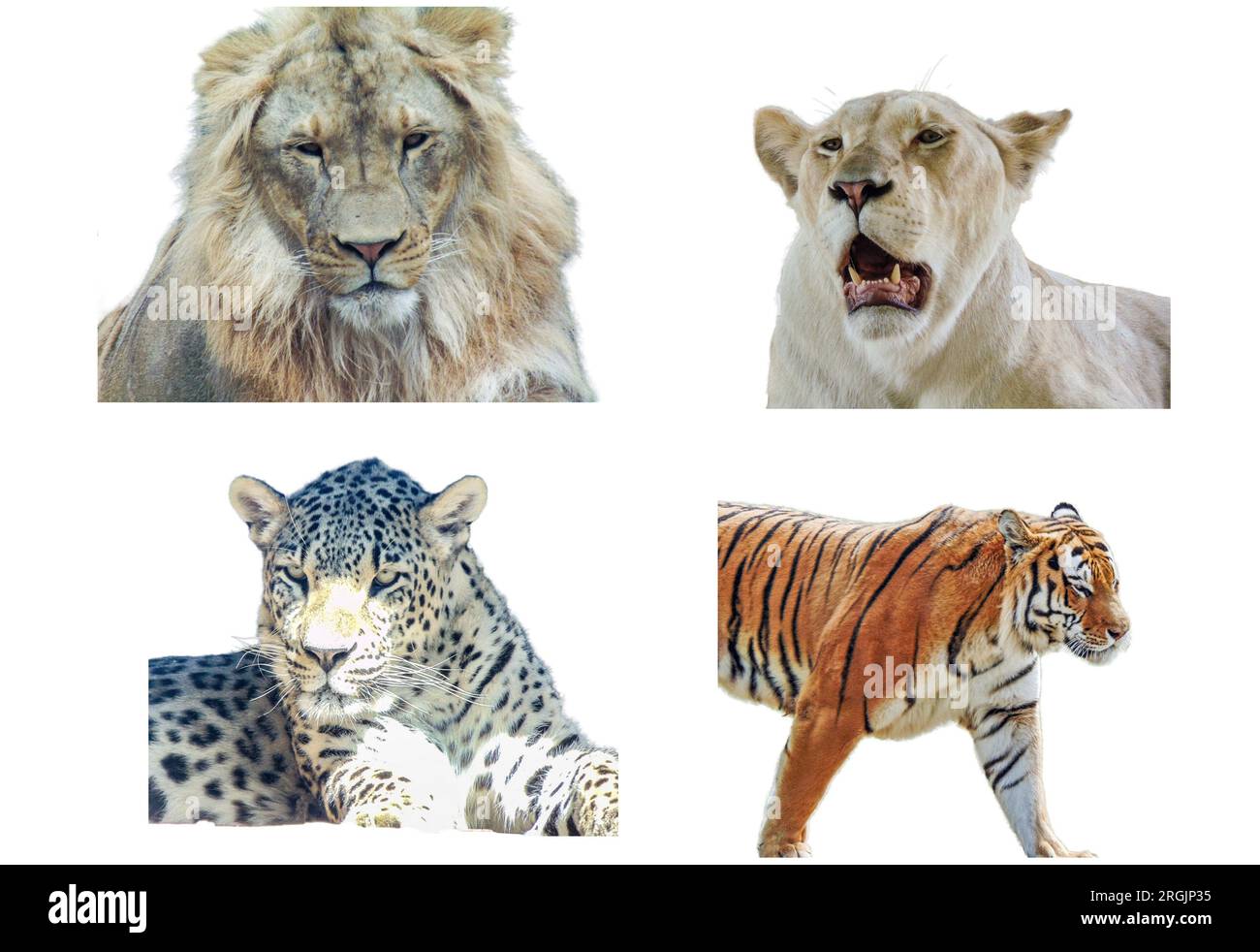 Collage avec lion, lionne, léopard et tigre Banque D'Images