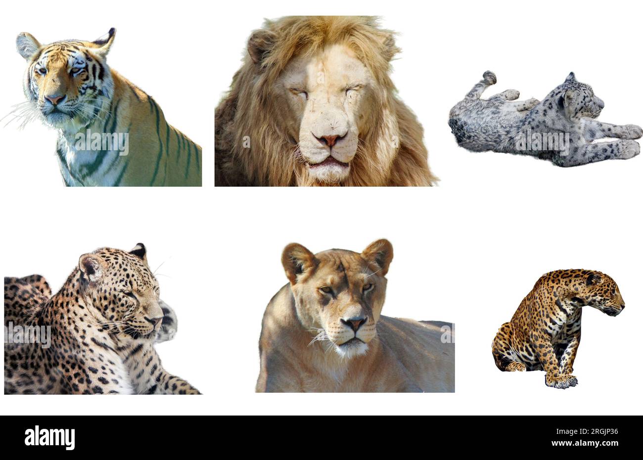 Collage avec tigre, lion, léopard des neiges, léopard, lionne et jaguar Banque D'Images