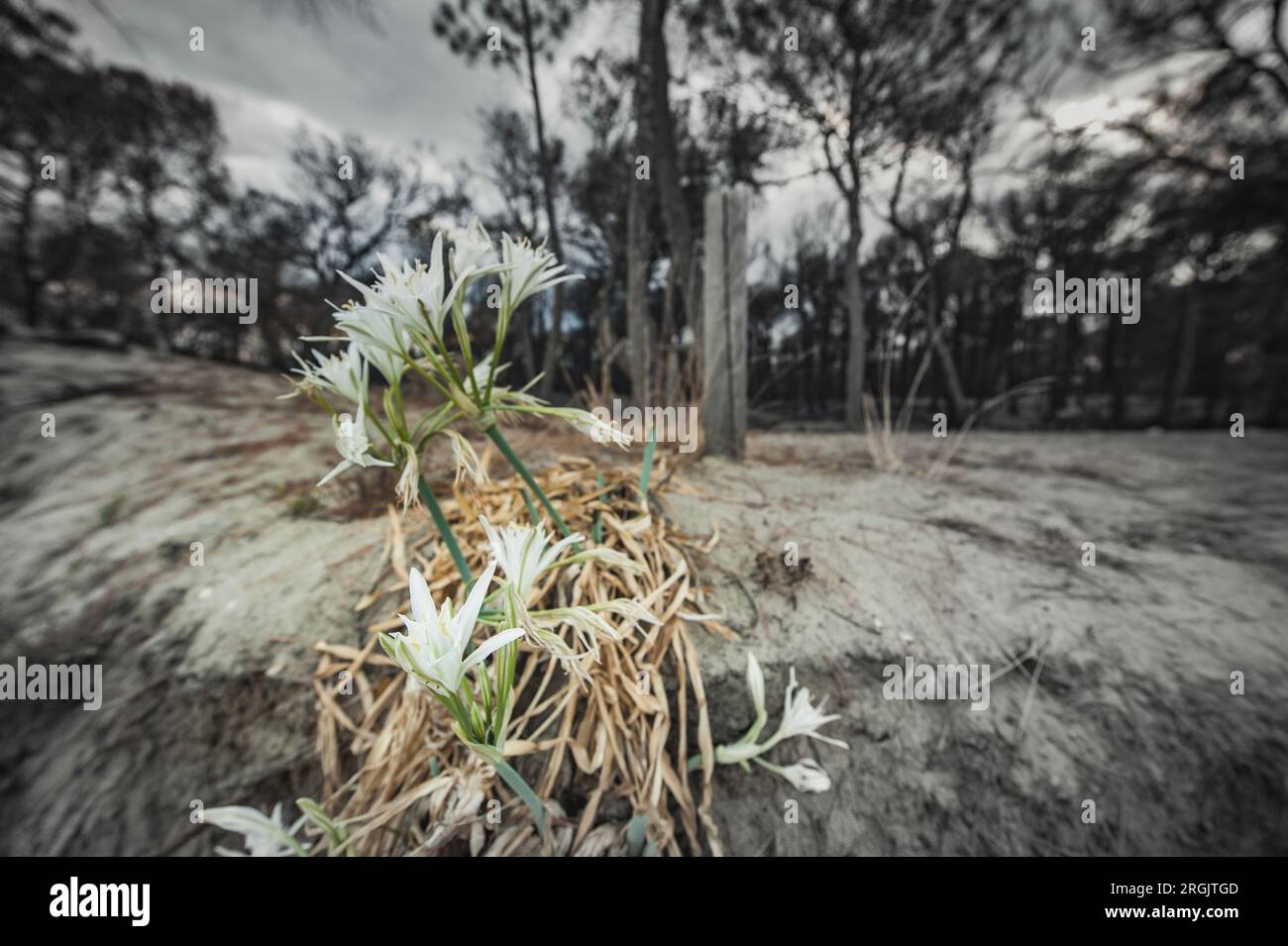 Fleur blanche a survécu à l'incendie dans une forêt de pins prouve comment la chaleur et le réchauffement climatique ont frappé durement notre environnement. La petite fleur a survécu à l'incendie Banque D'Images