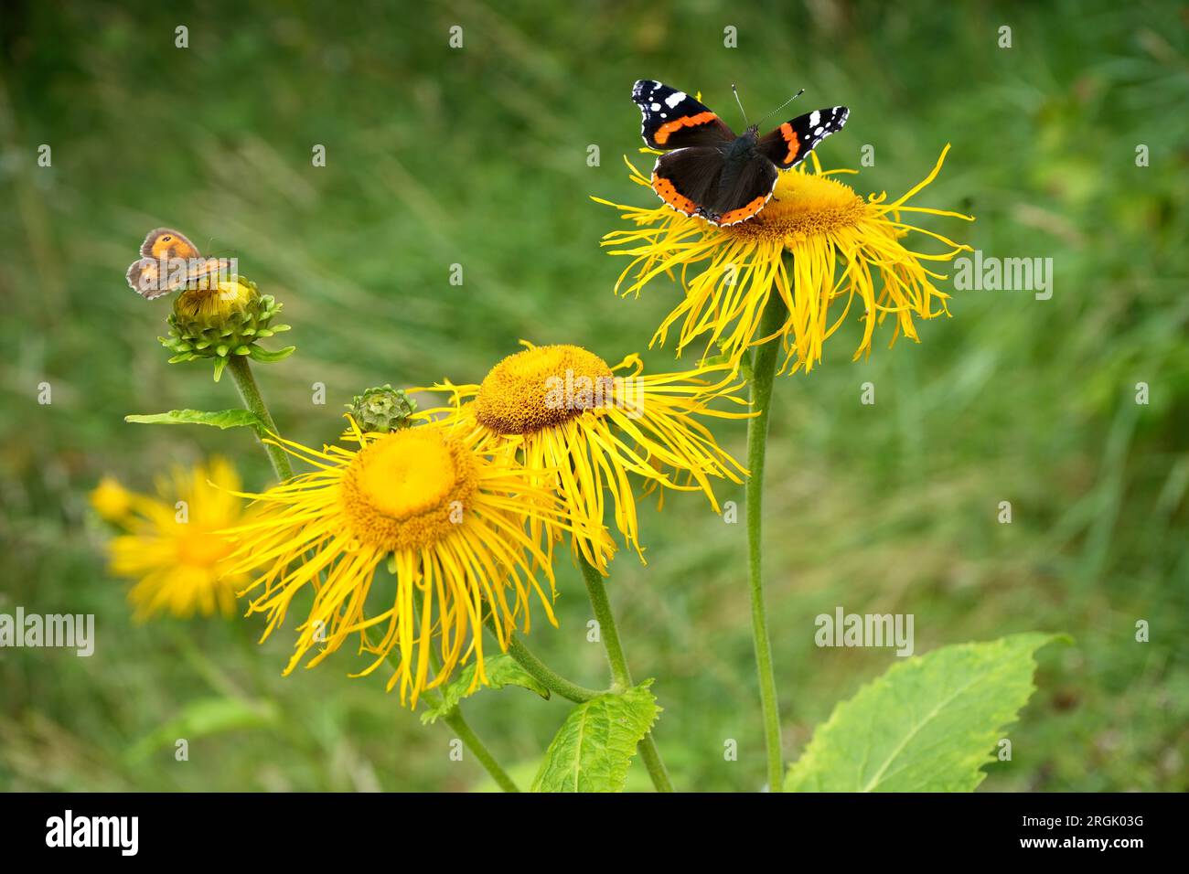 Fleurs jaunes d'Oxeye (Telekia speciosa) avec des papillons d'amiral rouge (Vanessa Atalanta) et de gardien de porte (Pyronia Tithonus). Banque D'Images