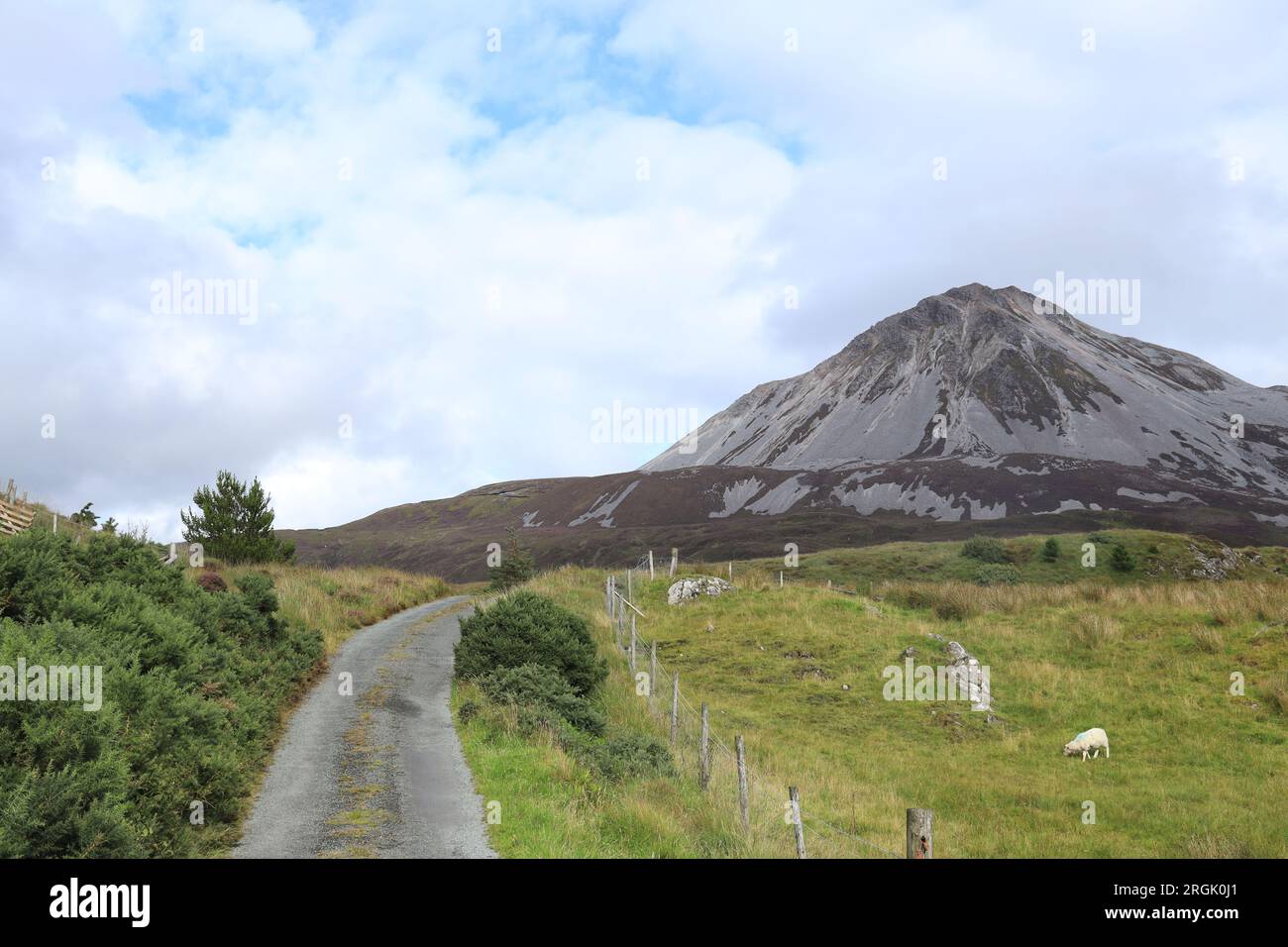 Moutons pâturant dans le champ à côté de la route rurale sinueuse avec en toile de fond Errigal Mountain, comté de Donegal, Irlande Banque D'Images