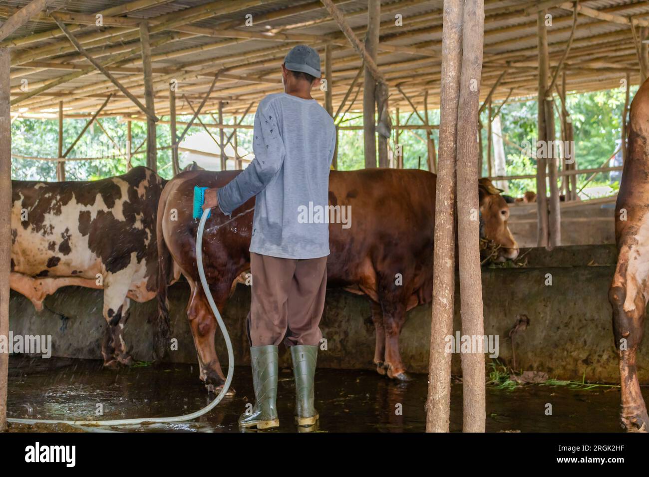 Durable, agriculture et vaches mangeant dans une ferme pour la santé, le bien-être et l'approvisionnement en produits laitiers. L'industrie, l'agriculture et l'alimentation du bétail en plein air dans écologique Banque D'Images