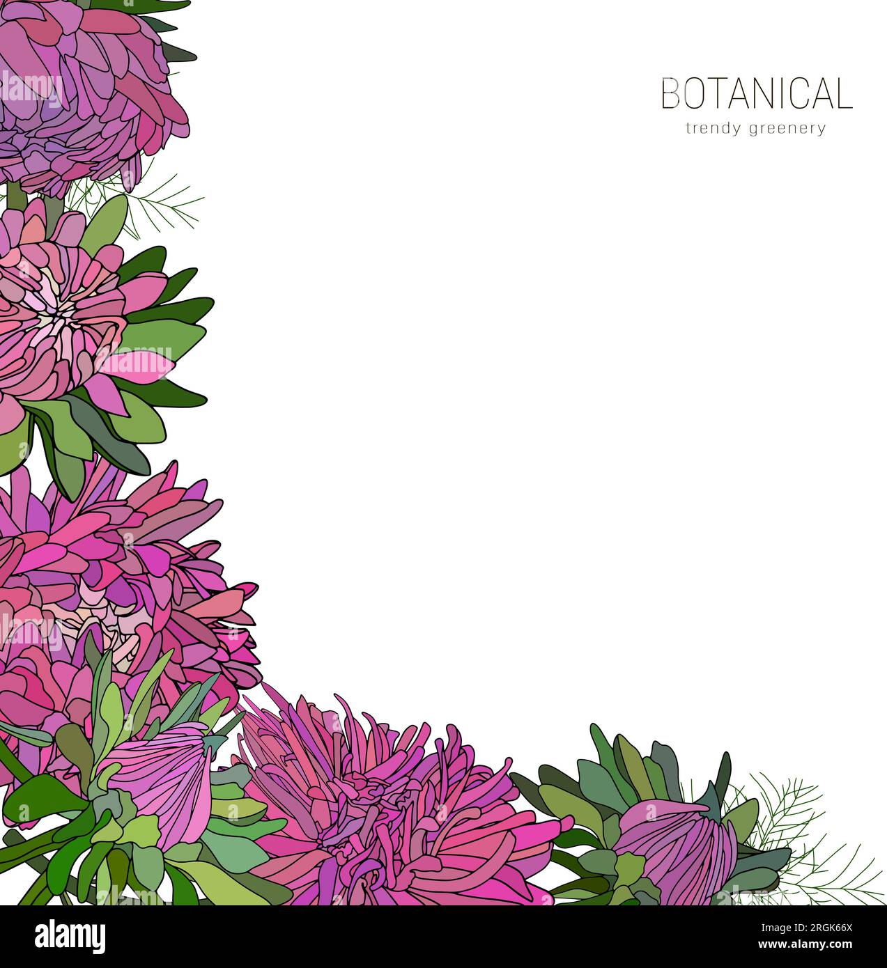 Vector frontière de fleur dessinée à la main d'asters, marguerites, feuilles vertes, couronne botanique Illustration de Vecteur