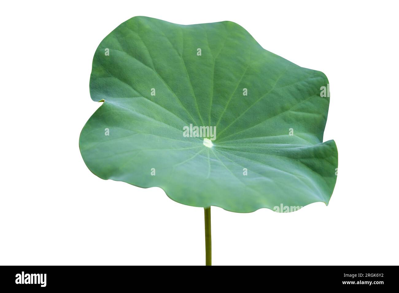 Collection d'isolat de feuilles de Lotus de fond blanc Banque D'Images