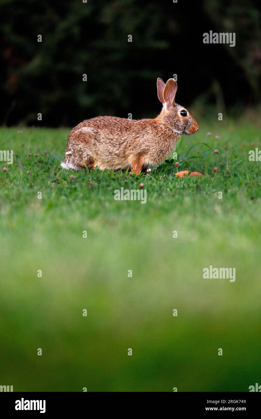 Lapin de l'ancien monde (Oryctolagus cuniculus) dans l'herbe au Piémont Banque D'Images