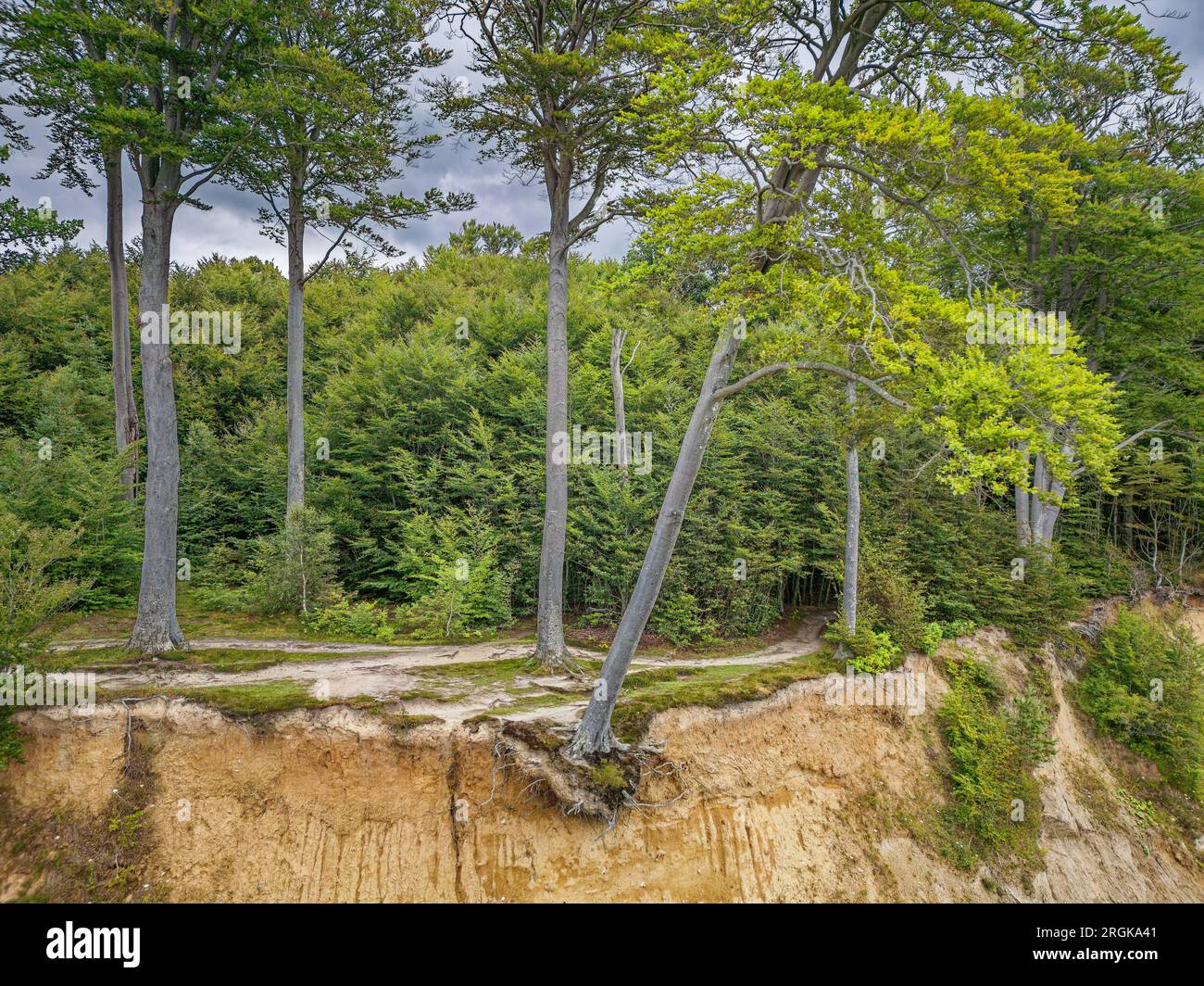 Arbre emblématique tombant sur les pentes de Gendarmstien au Danemark Banque D'Images