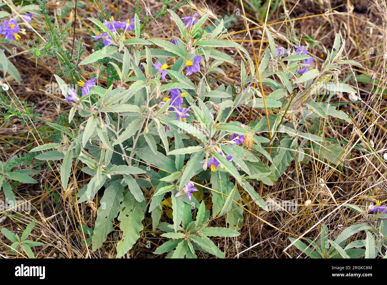 Grèce, floraison de feuilles argentées Nightshade une plante toxique Banque D'Images