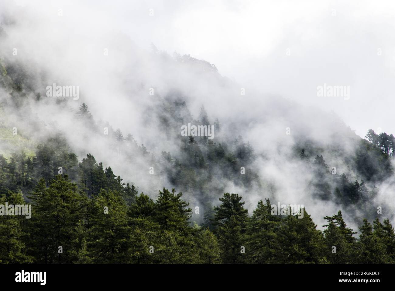 Paysage sombre et dramatique de la forêt de Foggy dans les montagnes du Népal Banque D'Images