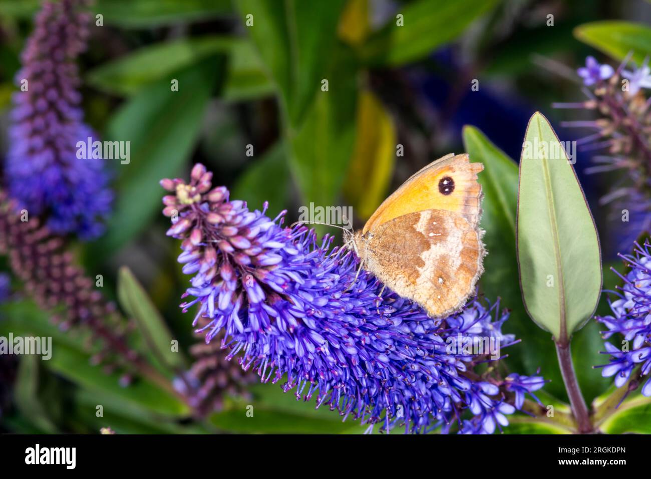 Petit papillon de bruyère, Coenonympha pamphilus, sur une fleur de Hebe. Banque D'Images