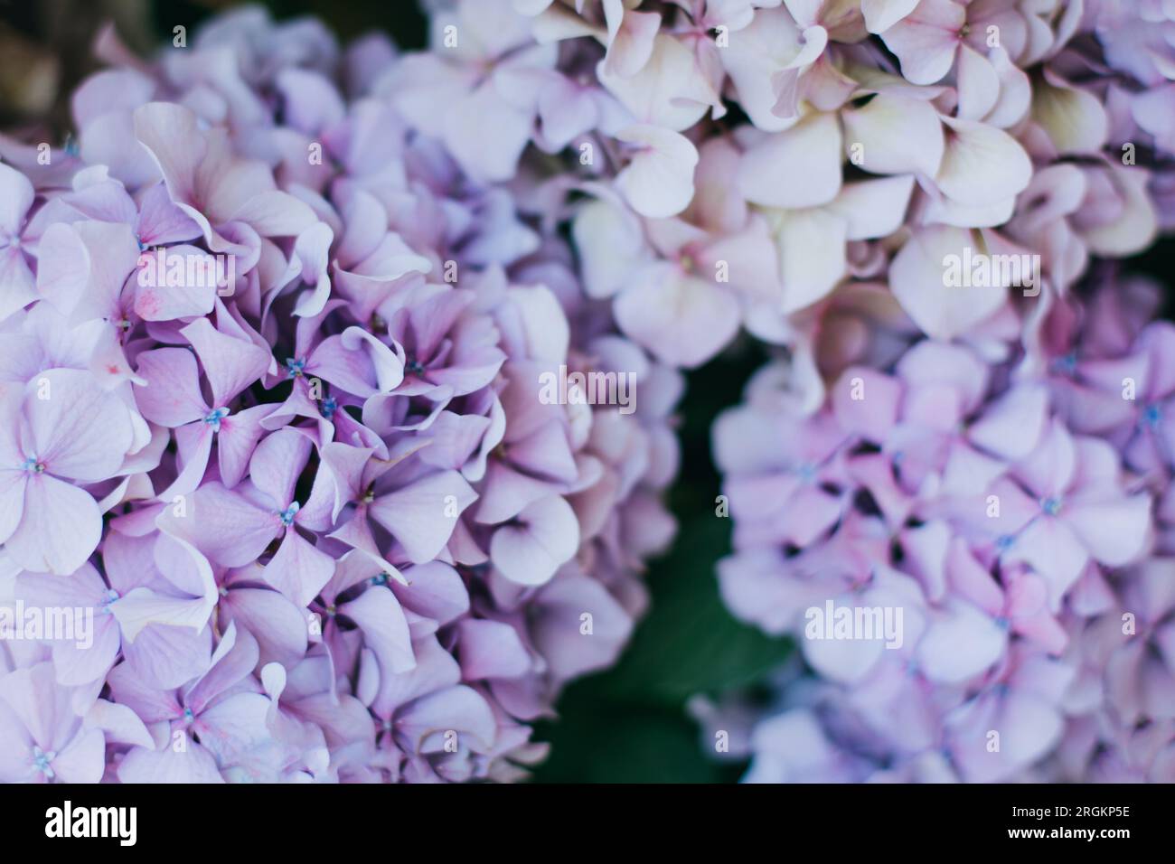 Étonnantes fleurs d'Hydrangea rose et violette dans un jardin. Mise au point sélective. Banque D'Images