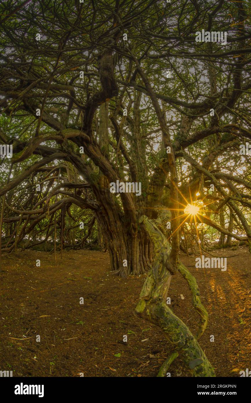 Ormiston Yew Trees Banque D'Images