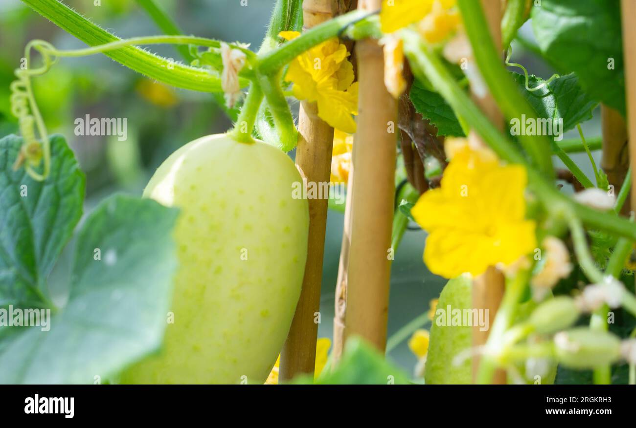 Concombre commençant à mûrir sur la vigne dans une serre vapeur. Cucumis sativus 'Crystal Apple variété. Banque D'Images