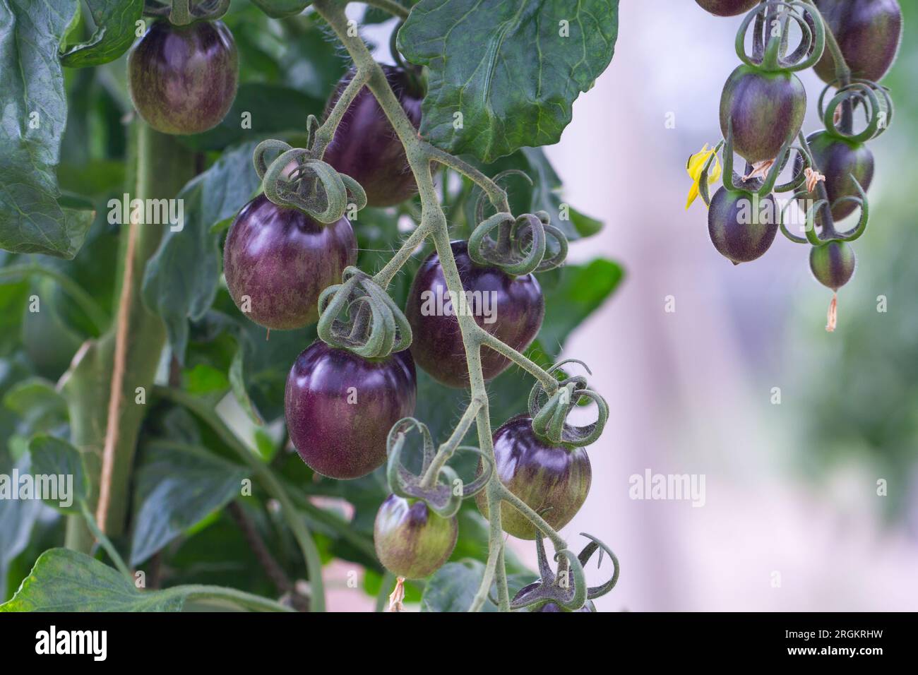Gros plan de tomates Black Moon / Solanum lycopersicum mûrissant sur une vigne. Banque D'Images