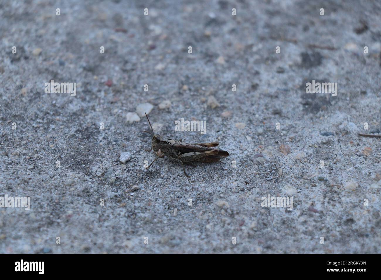 Gros plan insecte Calliptamus italicus ou sauterelle Banque D'Images