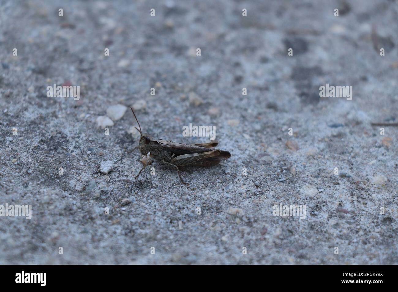 Gros plan insecte Calliptamus italicus ou sauterelle Banque D'Images