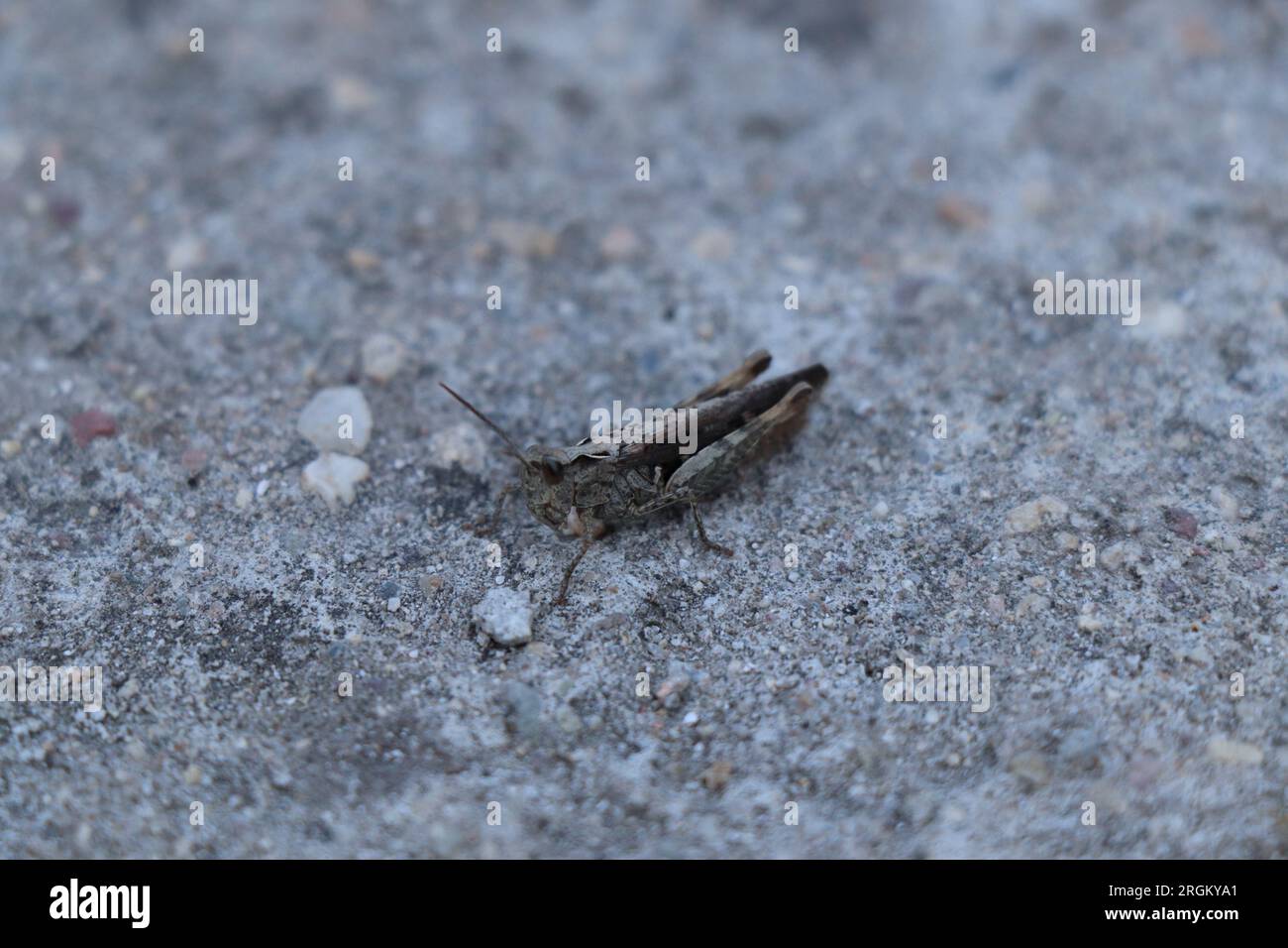 Gros plan insecte Calliptamus italicus ou sauterelle Banque D'Images