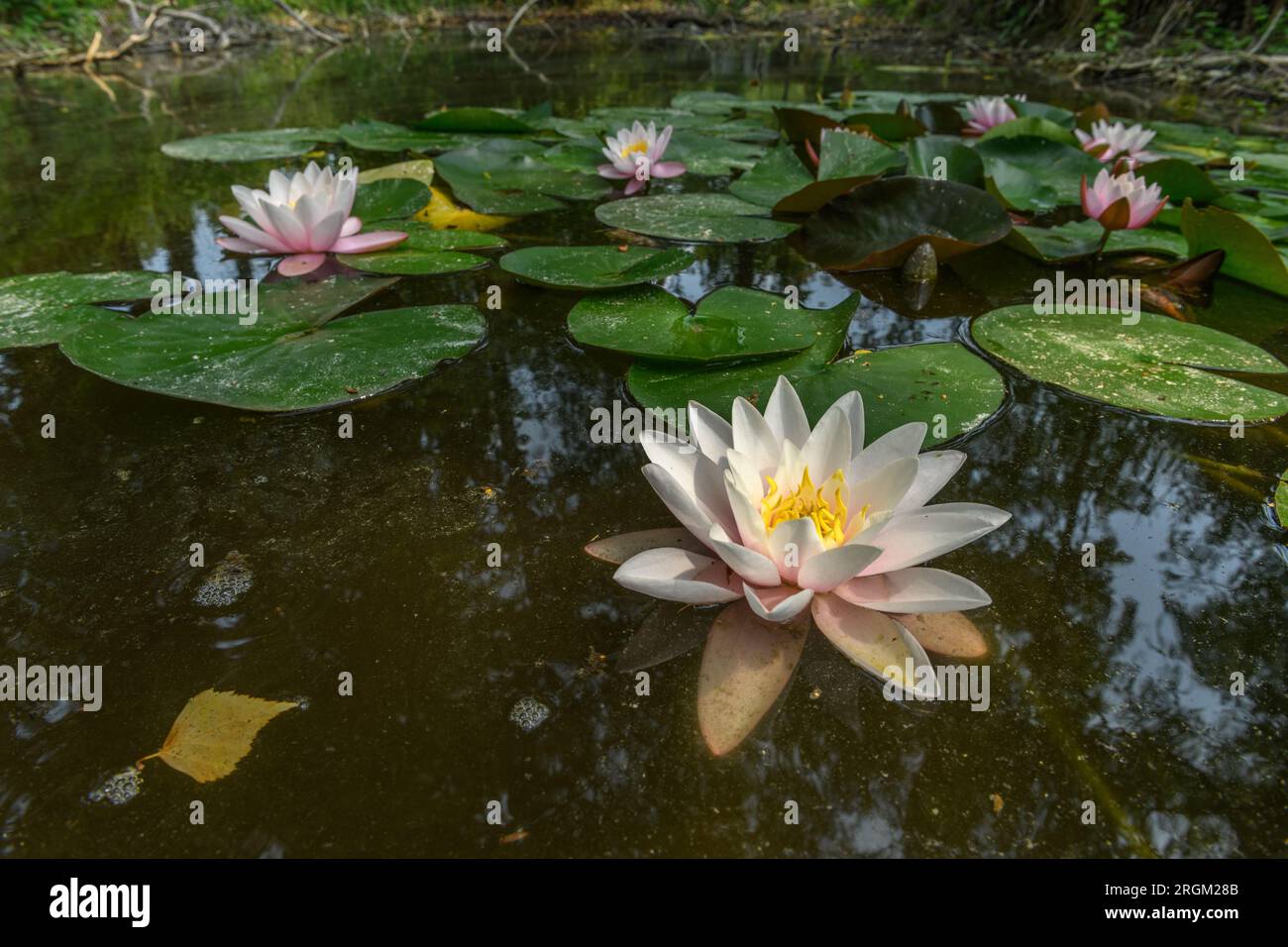 Arrosez les fleurs de nénuphars dans un étang. Bas-Rhin, Collectivite européenne d'Alsace,Grand est, France, Europe. Banque D'Images