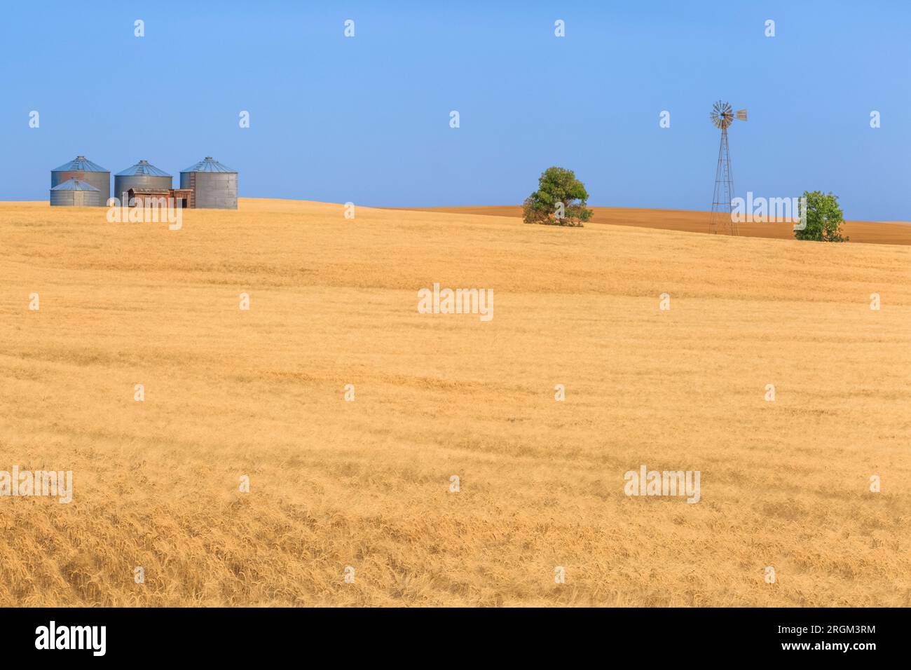 champ de blé sous de vieux silos à grains et moulin à vent près de fort benton, montana Banque D'Images