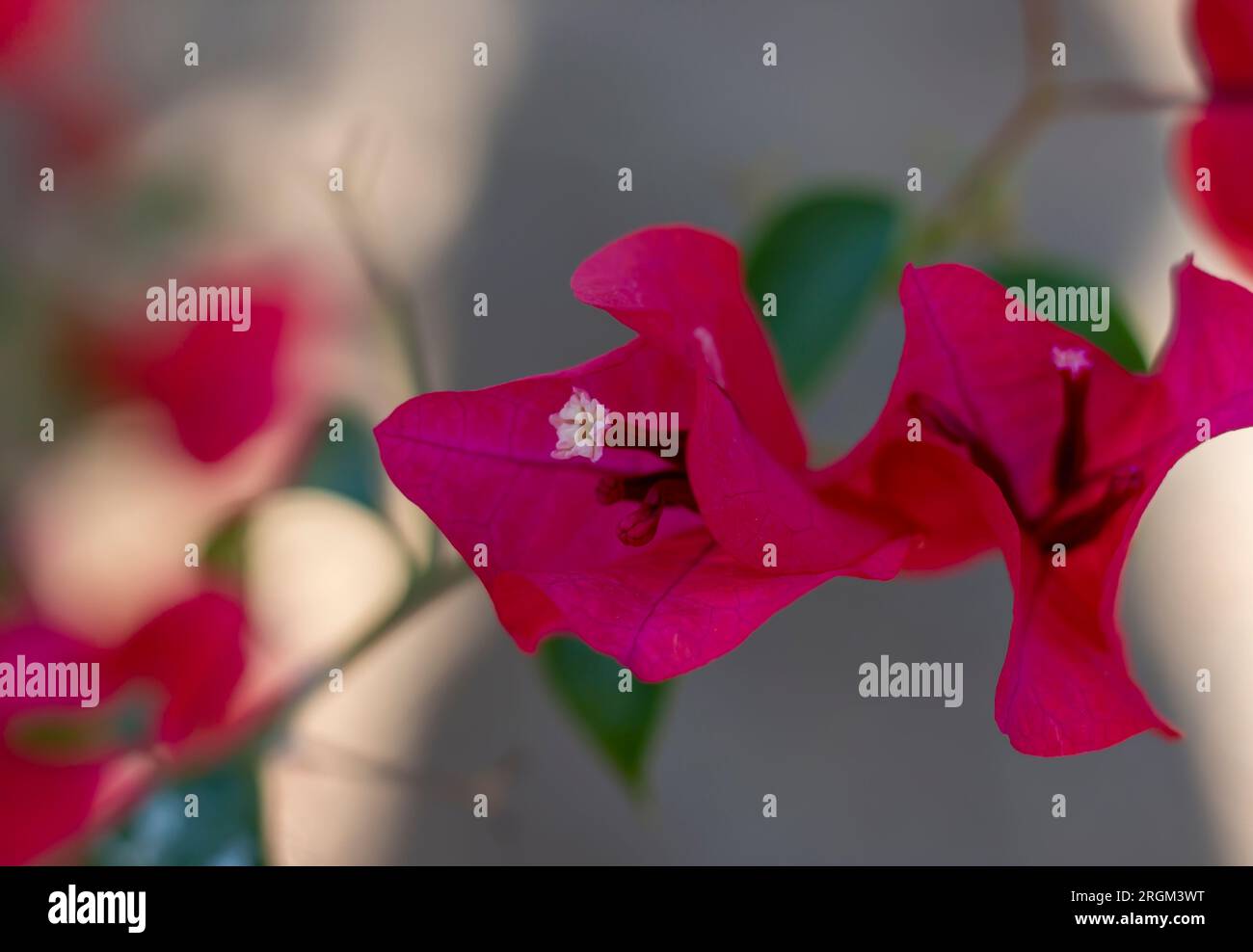 Fleurs de bougainvilliers close up Banque D'Images