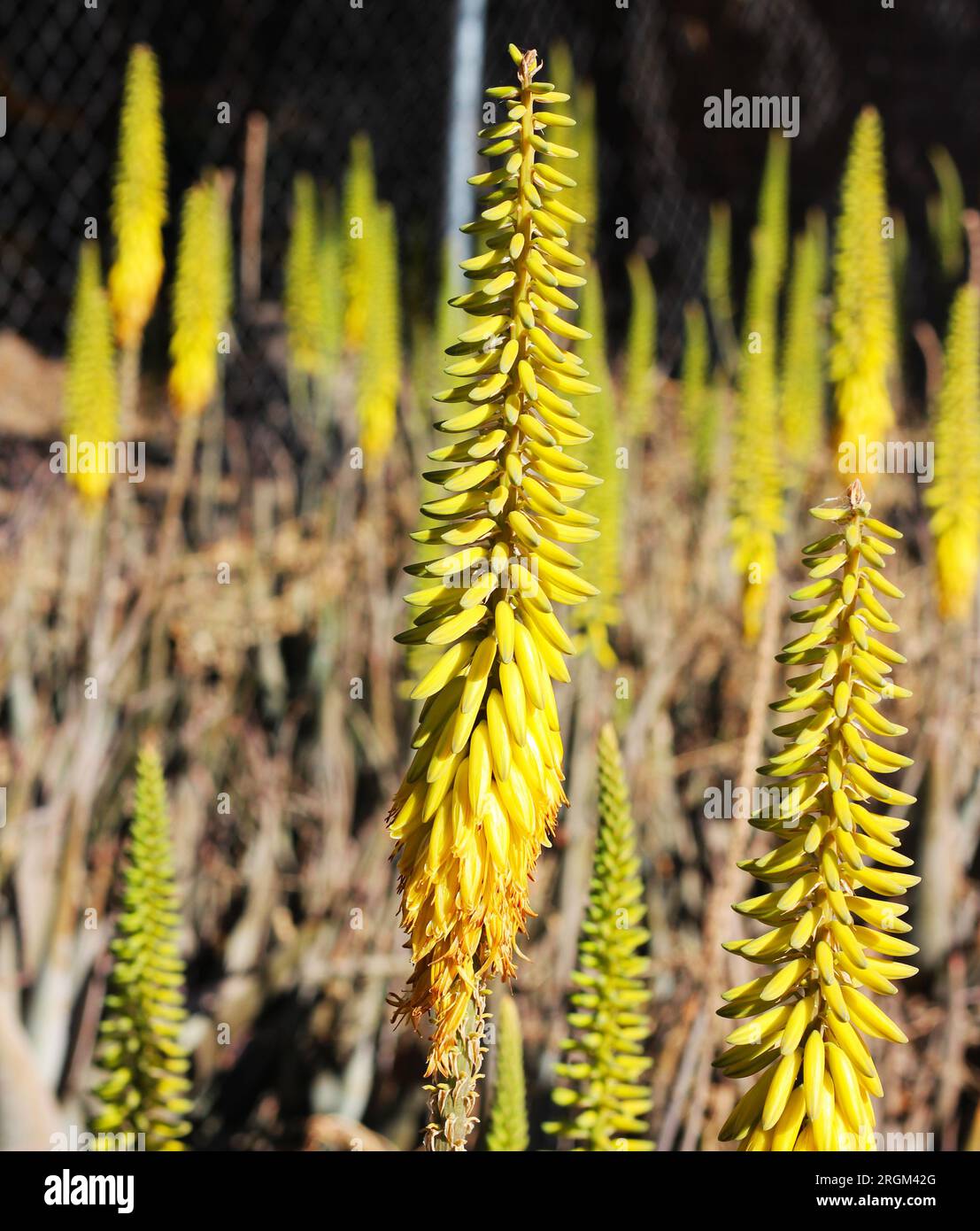 Fleur en forme de cône jaune de plante d'Aloe Vera Banque D'Images