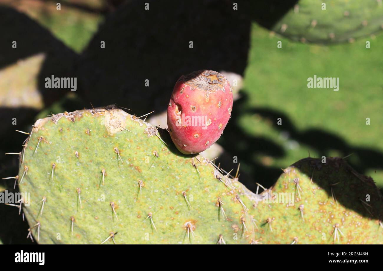 Beauté résiliente de la plante de Barbarie Banque D'Images