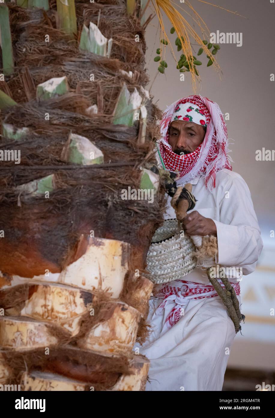 Buraydah, Arabie saoudite, 4 août 2023 : homme saoudien collectionnant des dattes d'un palmier dattier Banque D'Images