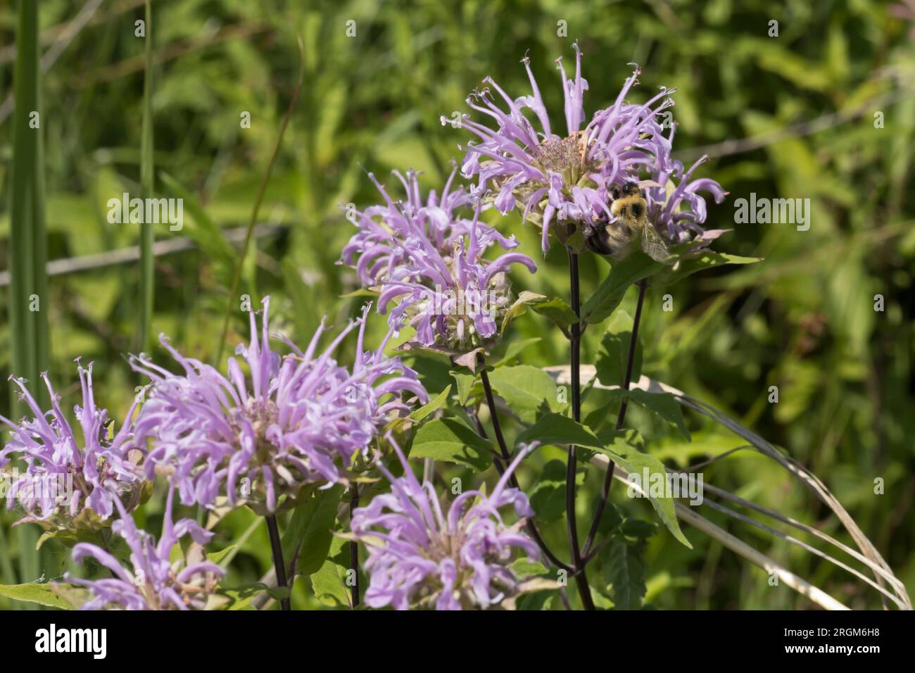 Groupe de fleurs de bergamote violet clair fleurissant dans la prairie un jour d'été en Iowa. Banque D'Images