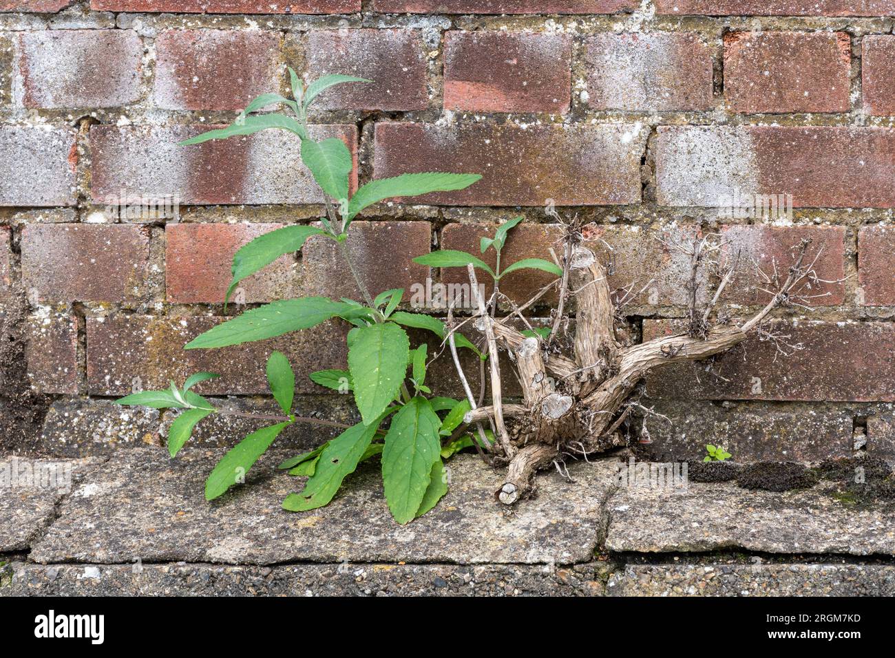 Arbre Buddleia poussant sur un vieux mur, également appelé buisson papillon Banque D'Images