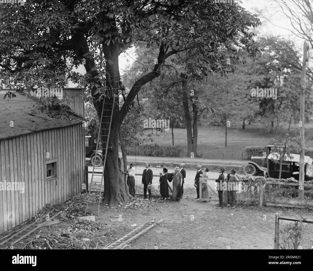 Cheval Chestnut planté par George Washington à Fredericksburg, va ca. 1925 Banque D'Images