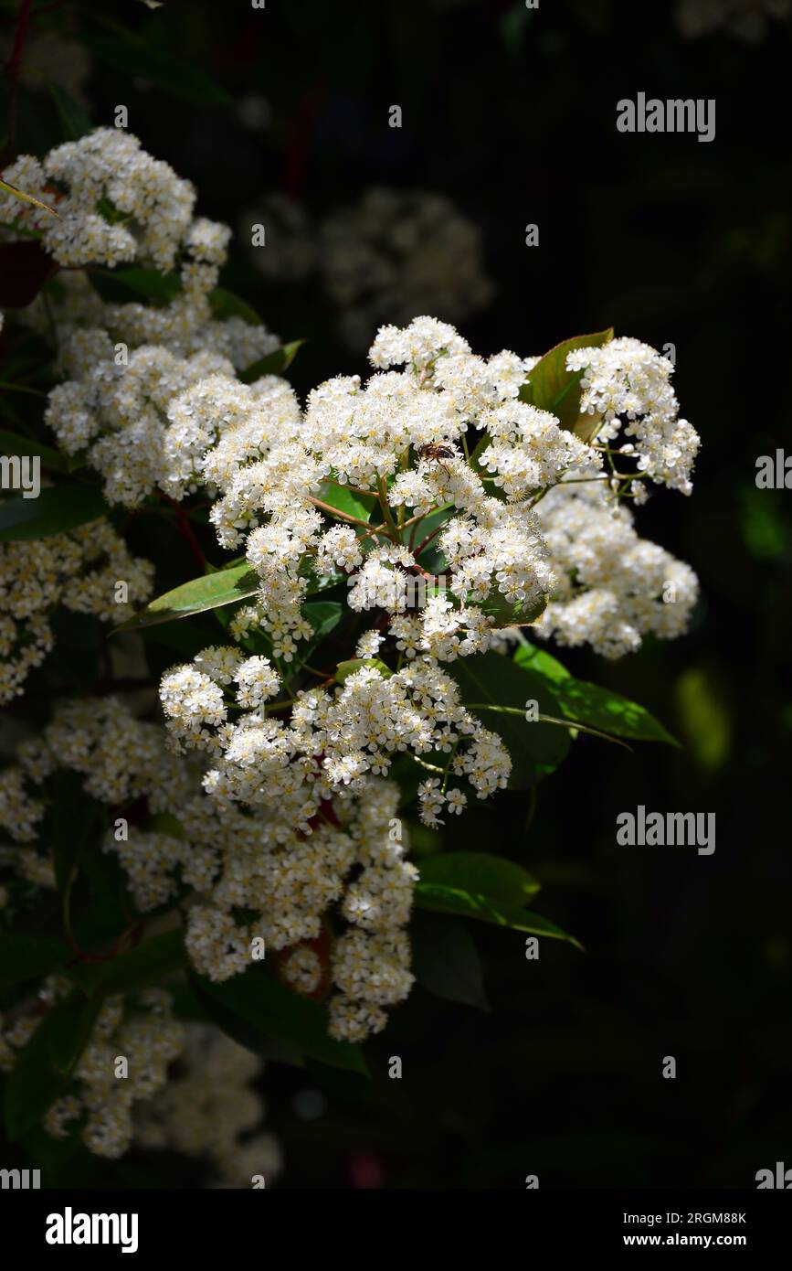 Photinia japonais Banque de photographies et d'images  haute rsolution -  Alamy