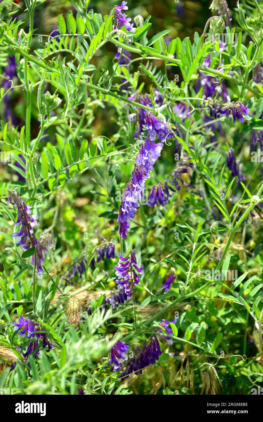 vetch touffetée, vetch de vache, vetch d'oiseau, vetch bleue, vetch boréale, Vogel-Wicke, Vicia cracca, kaszanyűg bükköny, Budapest, Hongrie, Magyarország, Europe Banque D'Images