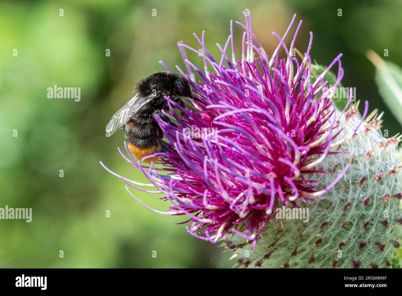 Bourdon à queue rouge (Bombus lapidarius) se nourrissant de nectar et de pollen sur une fleur de chardon laineux ((Cirsium eriophorum), Angleterre, Royaume-Uni Banque D'Images