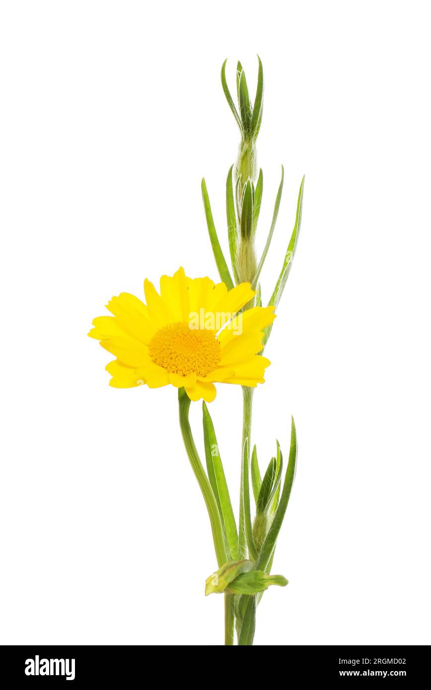 Maïs souci, Chrysanthemum segetum, fleur et feuillage isolés contre blanc Banque D'Images
