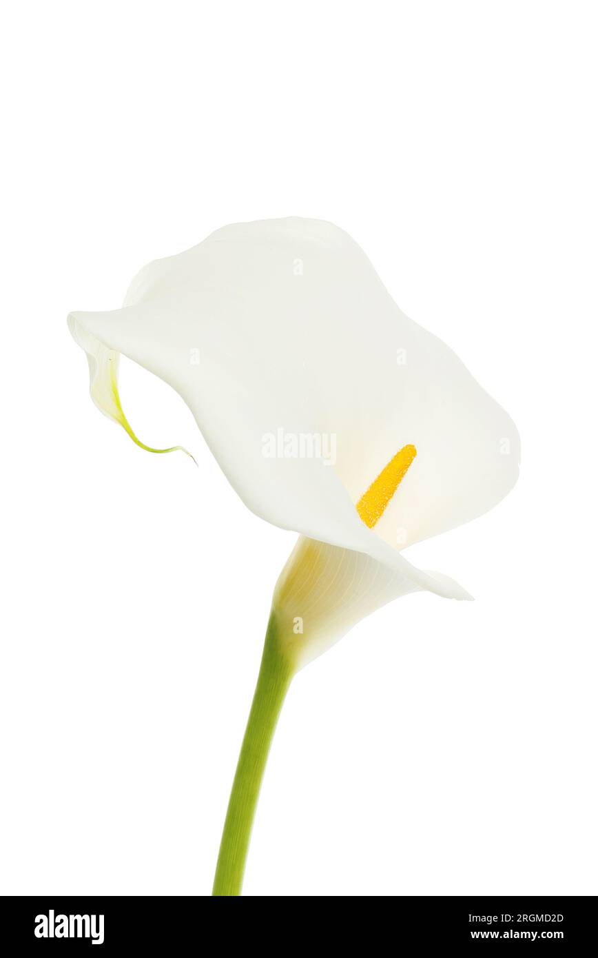 Fleur blanche d'arum lilly isolée contre blanc Banque D'Images