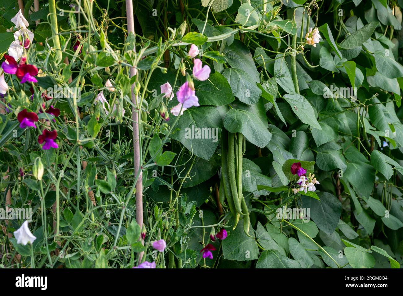 Pois doux (Lathyrus odoratus) cultivés comme plante compagnon pour les haricots verts afin d'attirer les pollinisateurs. Banque D'Images