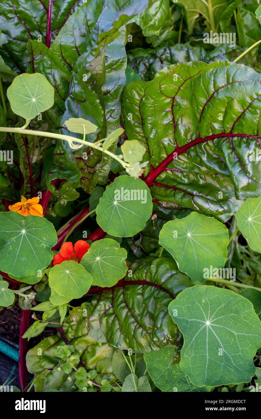 Les nasturtiums qui poussent avec des blettes agissent pour encourager les pollinisateurs et comme une culture piège pour les ravageurs nuisibles. Banque D'Images