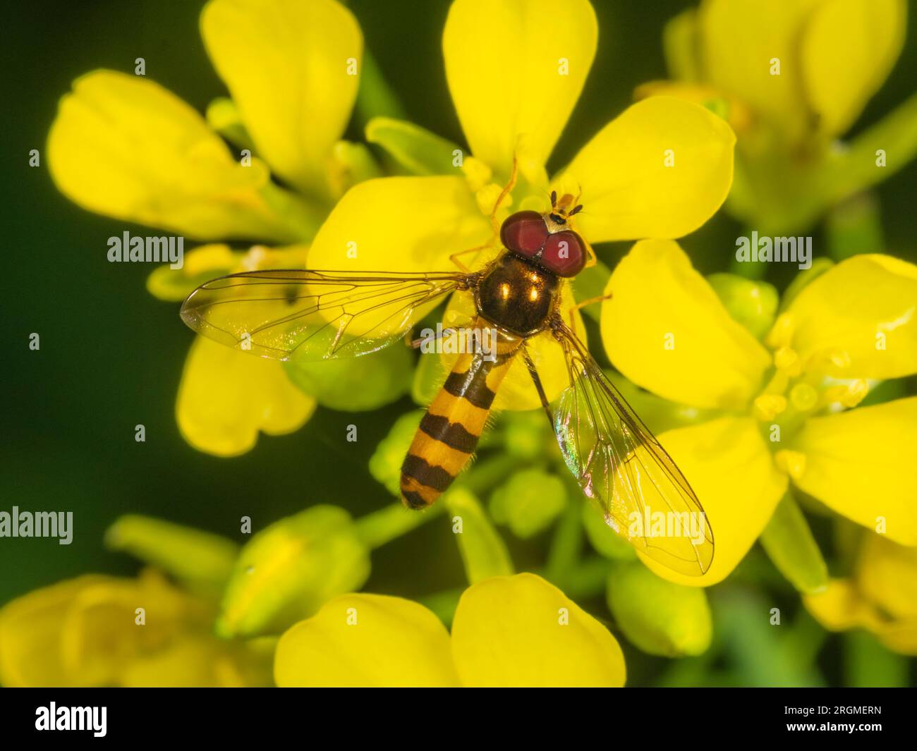 Adulte mâle Meliscaeva cinctella hoverfly se nourrissant de fleurs de moutarde dans un jardin britannique Banque D'Images