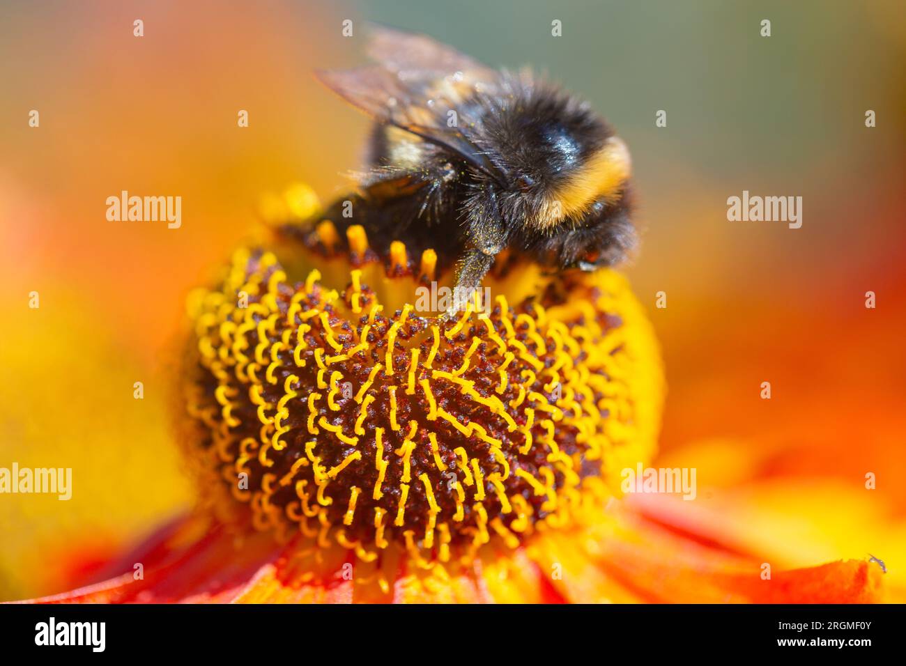 Bumble-abeille à queue blanche, Bombus lucorum Banque D'Images
