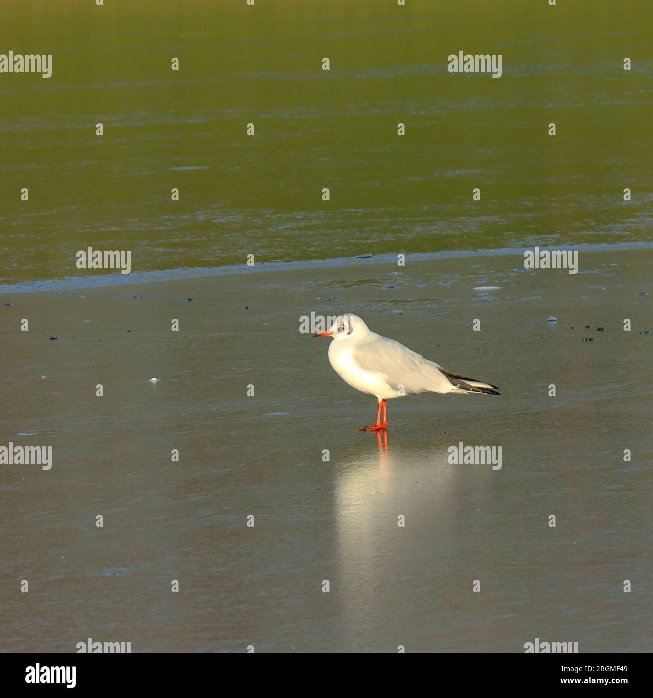 Une mouette, goélette hareng, plumage blanc, debout sur un lac glacé. Scène hivernale. Banque D'Images