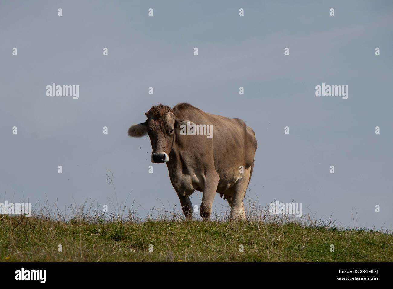 Vache dans une prairie, vue de côté. Photo de haute qualité Banque D'Images